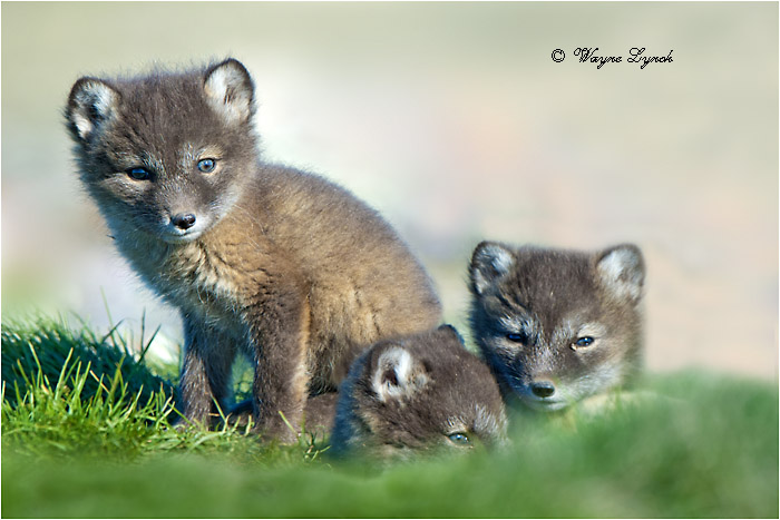 Arctic Fox Pups by Dr. Wayne Lynch &copy;